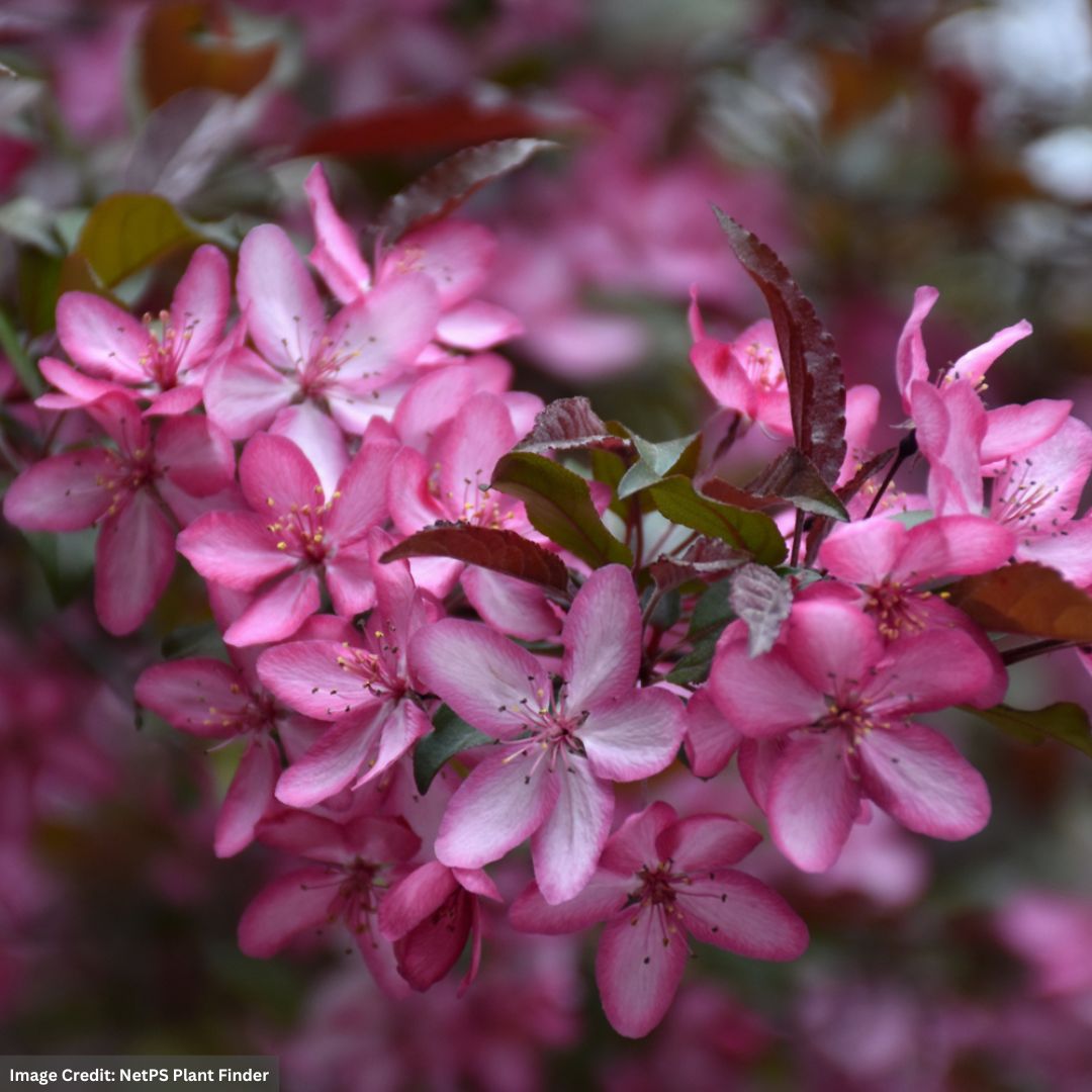 Crabapple – Royal Raindrops – #15 Container